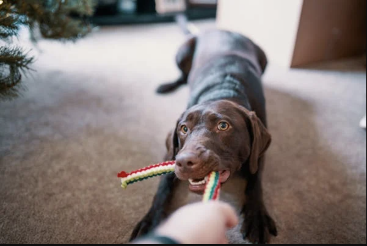 Top 6 Dog Toys to Enhance Your Pet's Playtime